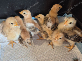 Serama Chicks Week Old