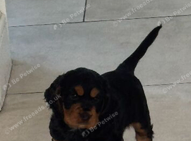 Beautiful Black and Tan Cocker Spaniel Puppy