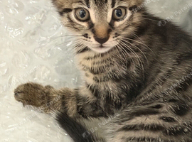 ️ 4 kittens for sale ️
