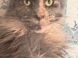 Maine coon looking new home