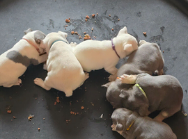 French bulldog puppies
