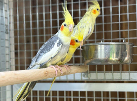 Cocktails parrot