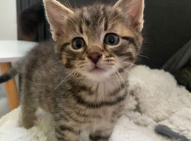 5 stunning Bengal kittens READY NOW