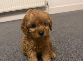 Stunning F1 Male Red Cavapoo for sale