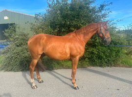 Allrounder/Showjumper for sale