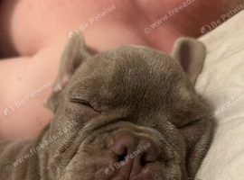 French Bulldog 2 years old