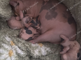 Sphynx kitten for sale
