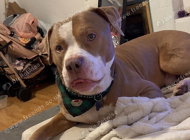 Simba