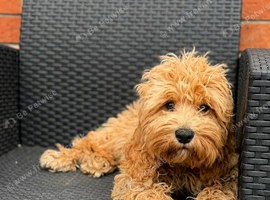 5 months old cockapoo boy