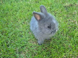Lionhead baby bunnies