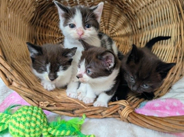 British Blue x kittens, flead/wormed/litter trained/socialised/   From &pound;80