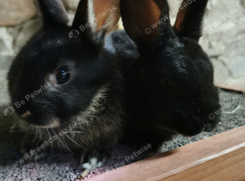 Rex x rabbits for sale