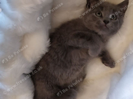ABSOLUTELY BEAUTIFUL RUSSIAN BLUE KITTEN 8 WEEKS