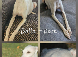 Beautiful KC Registered Italian Greyhound Puppies Expected &ndash; June 12th 2026