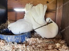 Fan tailed Dove&rsquo;s for sale