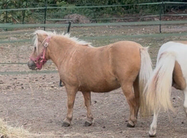 31&rdquo; mini Shetland mare