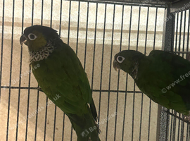 Pair of Black-Capped Conures