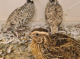 2 cock birds