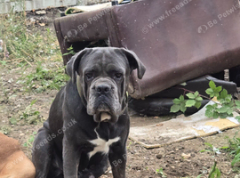 Bull mastiff