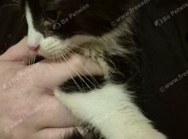 Beautiful long haired male kitten. Ready now.