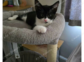 8 week old kittens