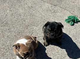Bulldog pups for sale