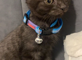 male kitten