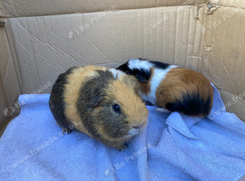 Guinea pigs looking for home