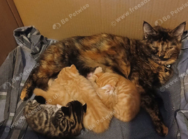 Kittens