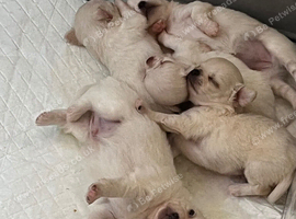 Long coat chihuahua boys