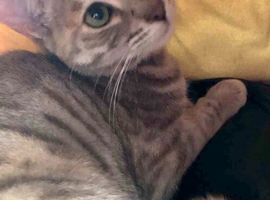 Savannah x Bengal F