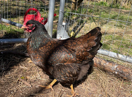 6 X Double laced Gold Barnevelder hatching eggs