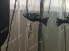 Any 7 Fish FREE No time wasters please. See photos.