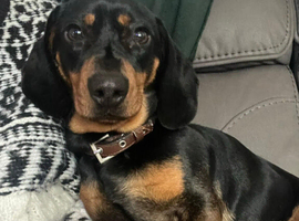 Mini dash hound boy