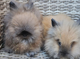 Cute double maned lionheads