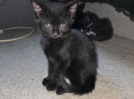 Kittens