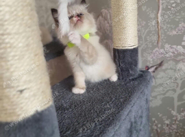 Ragdoll Kittens