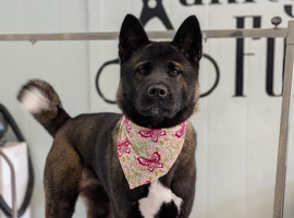 Female American Akita
