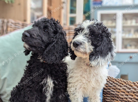F1 Standard Cockapoo Puppies