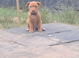 1 male puppy
