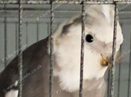 Cockatiel and large cage