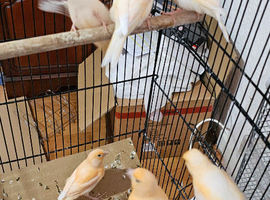 6 young canaries