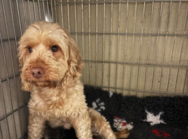 F1b toy cockapoo boy and girls