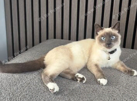 8 month old male blue pointed  ragdoll
