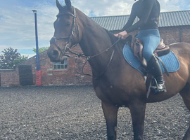 2 horses looking for loan home