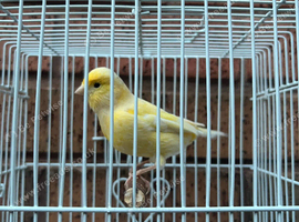 Waterslager Canary Hen 2025