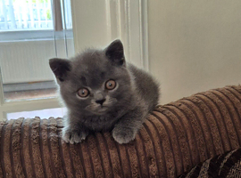 Female British Shorthair