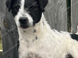 Jack russell girl