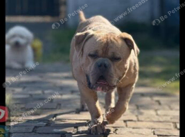 Pocket bully looking for his forever home