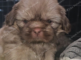 Imperial Shih Tzu Puppies